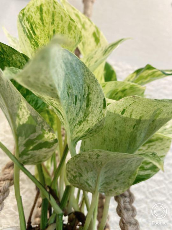 プランツハンハンガー付き　斑入りポトス　観葉植物　斑入り　 3枚目の画像