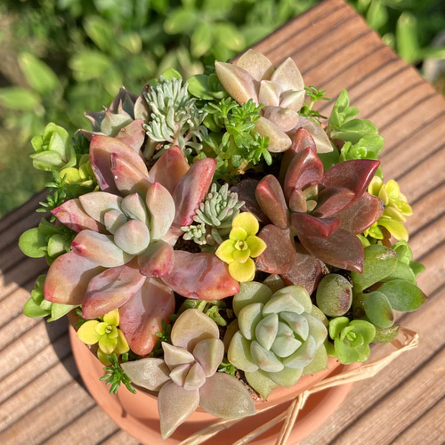 sold 多肉植物 寄せ植え そのまま飾れる 素焼き鉢寄せ植え 多肉植物