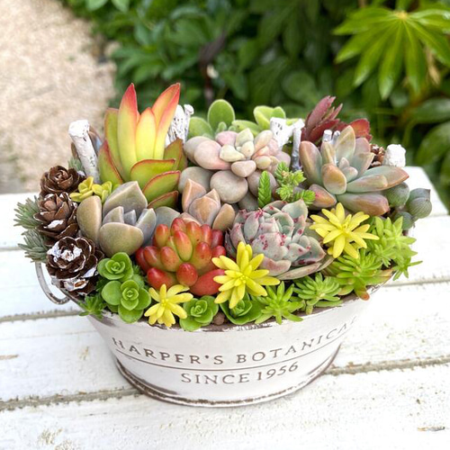 多肉植物 寄せ植え そのまま飾れる アンティーク調 オーバル ホワイト