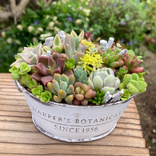 豪華❣️そのまま飾れる寄せ植え❣️オーダー品＊ Amazon.co.jp