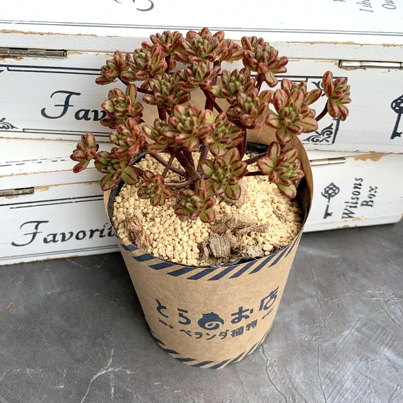 多肉植物】小人の祭り 多肉植物 とらのお店 通販 13800111｜Creema