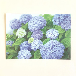 花のメモ「紫陽花（パステル）」30枚 2枚目の画像