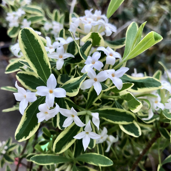 苗木 覆輪姫沈丁花 アートフラワー plant life 通販 13800764 苗木 覆輪姫沈丁花 アートフラワー plant life 通販 13800764