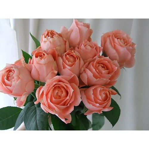 レア切花品種・薔薇☆幸運のバラ（ La Chance）☆4号ロングスリット鉢