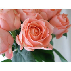 レア切花品種・薔薇☆幸運のバラ（ La Chance）☆4号ロングスリット鉢