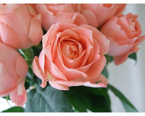 レア‼️ 切り花品種 薔薇 レア切花品種・薔薇☆幸運のバラ（ La Chance）☆4号ロング