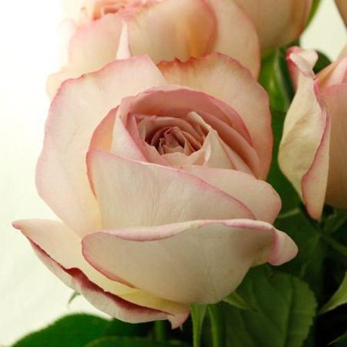 ツボミ付☆レア切花品種・薔薇☆パールピンクのバラ (rose de déser