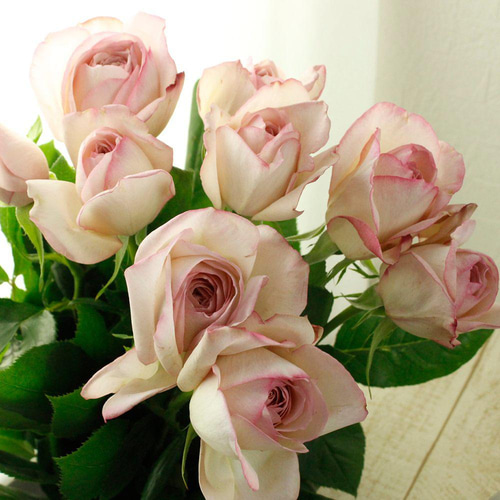 ツボミ付☆レア切花品種・薔薇☆パールピンクのバラ (rose de déser