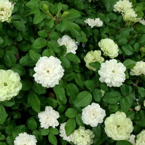 最強のミニバラ☆グリーンアイス☆ツボミ付☆地植えもOK！一本立ち冬  