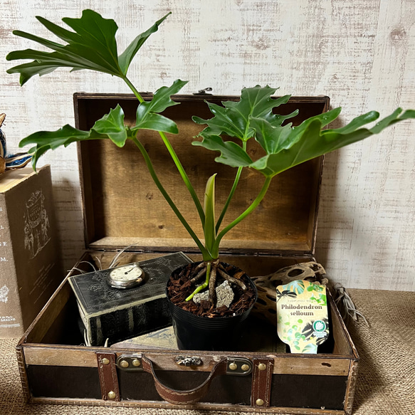 フィロデンドロン セローム ミニ観葉 根上り 人気 インテリア アート