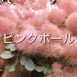 スモークツリー　ベストピンク　/369 スモークツリー《ベストピンク》1点もの – karen* flower store