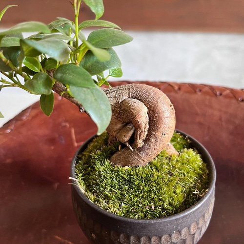 ガジュマルの盆栽 作家鉢 ワイングラス型 その他インテリア雑貨 moss