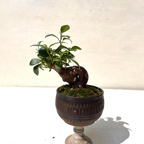 ガジュマルの盆栽 作家鉢 ワイングラス型 その他インテリア雑貨 moss