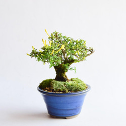 小葉姫黄梅【レア種】 No.236 盆栽 盆栽やす 通販 13804101｜Creema