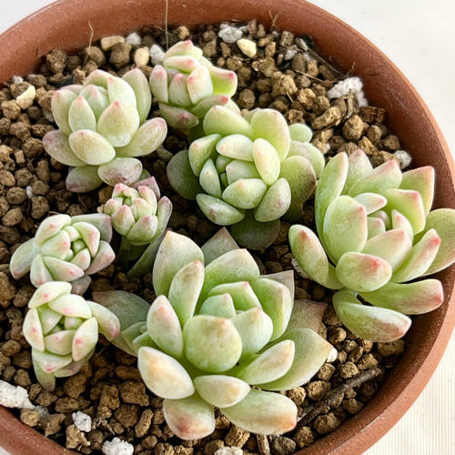 エケベリア属＊プロリフィカ＊多肉植物＊カット苗 多肉植物 ＊N＊ 通販