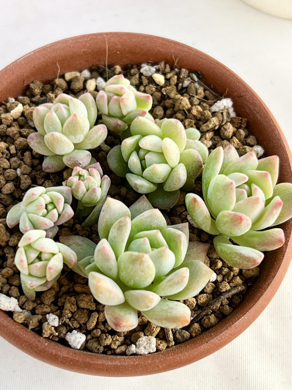 カ*す様 K1182　プロリフィカ　70株　多肉植物 抜き苗 エケベリア 韓国苗 エケベリア属＊プロリフィカ＊多肉植物＊カット苗 多肉植物 ＊N