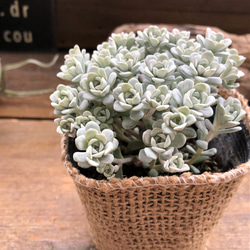 白雪ミセバヤ♡セダム♡多肉植物♡♡もりもり 1枚目の画像