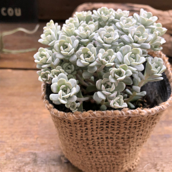 白雪ミセバヤ♡セダム♡多肉植物♡♡もりもり 8枚目の画像