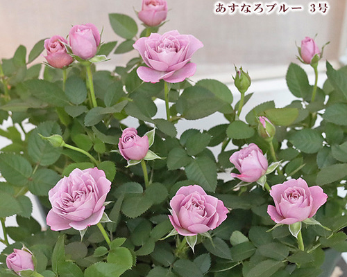再入荷花苗 ミニバラ あすなろブルー 3号ポット 四季咲き ピンク