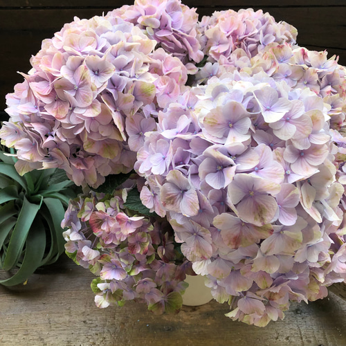 虹色に染まる美しいグラデーションの紫陽花Ｂ　蕾あり 夕霧♡珍品種♡美しいグラデーション♡アジサイ♡紫陽花 アート