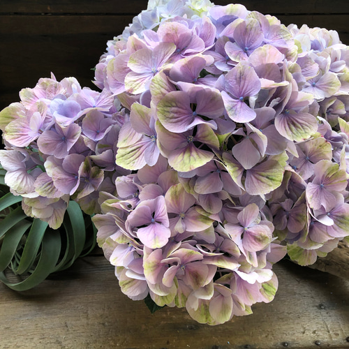 夕霧♡珍品種♡美しいグラデーション♡アジサイ♡紫陽花 アート