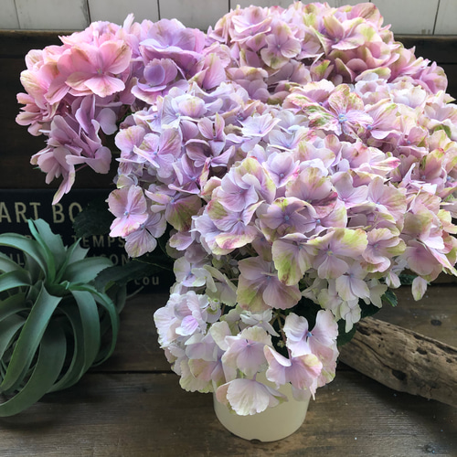 夕霧♡珍品種♡美しいグラデーション♡アジサイ♡紫陽花 アート