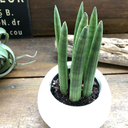 スタッキー♡白鉢仕立て♡空気清浄の木♡観葉植物 10枚目の画像