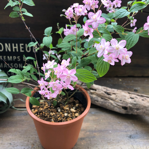 モンテローザ♡ピンクのうつぎ♡可愛い小花♡ アートフラワー パリ