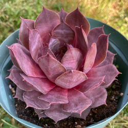 若葉 赤系名無し センペルビウム 多肉植物 抜き苗 根付き センペルビウム レッドチーフ【抜き苗】多肉植物の通販 by