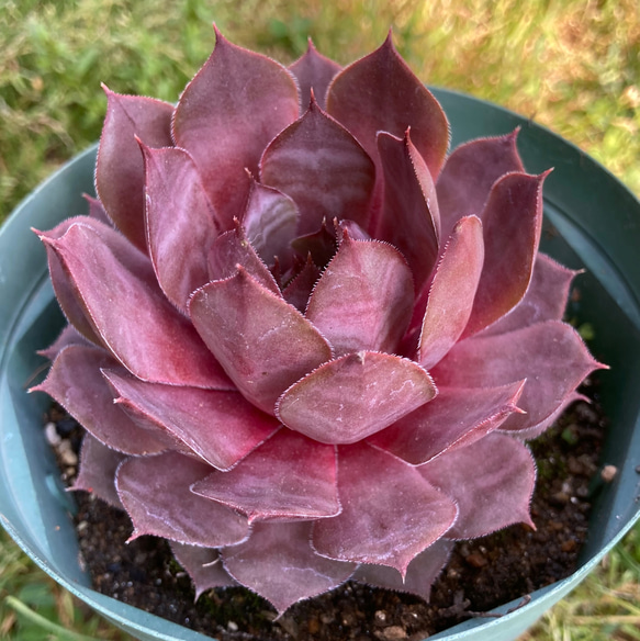 sold 多肉植物 ☆Plum Parfait センペルビウム 抜き苗 大きい苗 sold 多肉植物 ☆Plum Parfait センペルビウム 抜き苗 大きい苗