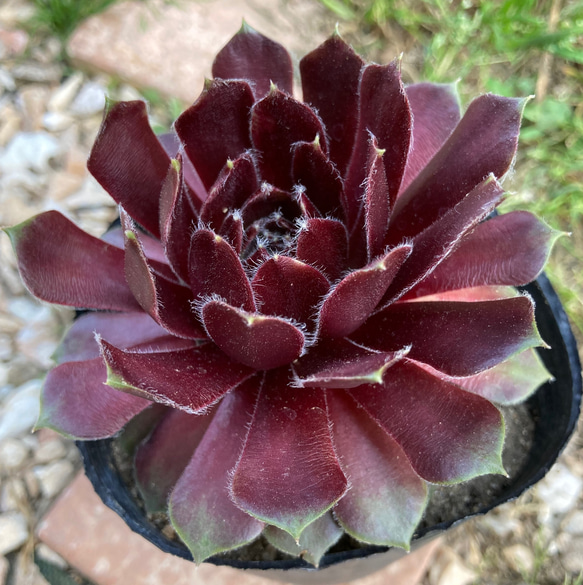 多肉植物　抜き苗　Big Red 019現物 多肉植物 レッドホール 特大群生 抜き苗 | るる農園