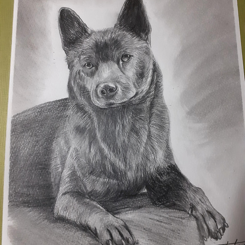 絵画『犬』ヘイ平山画 円山四条派 山元春挙 春挙 狆の図 犬絵 犬の絵