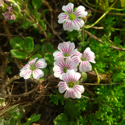 ○宿根草○カーペットかすみ草 12枚目の画像