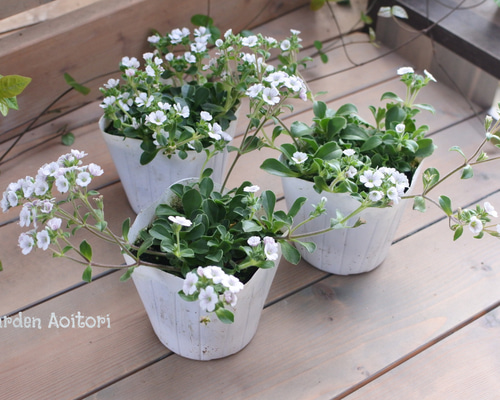○宿根草○カーペットかすみ草 その他インテリア雑貨 Garden