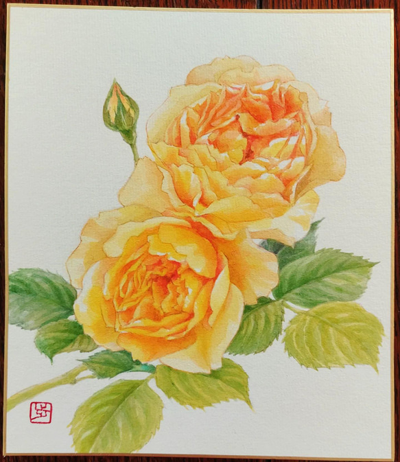 希少 グラハム クラーク 水彩画 黄薔薇“グラハム・トーマス