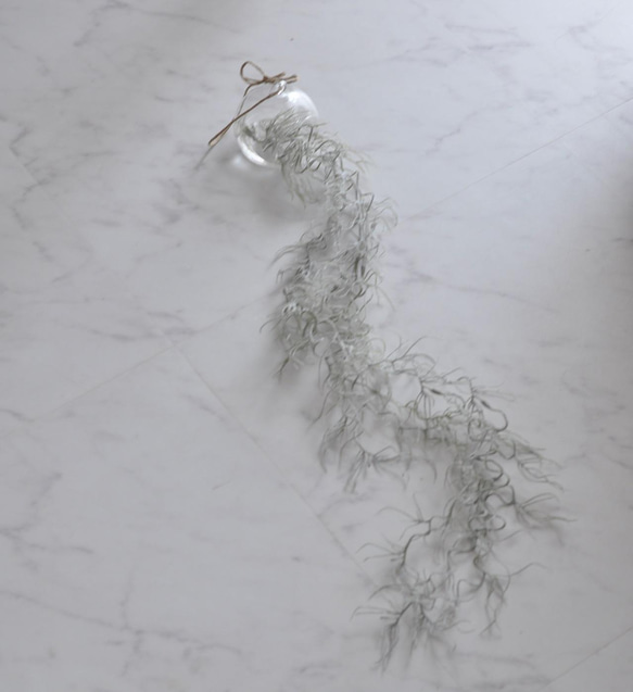 【枯れない観葉植物】ハンギンググラスプランツのマジカルウォーターアレンジ☆観葉植物 3枚目の画像