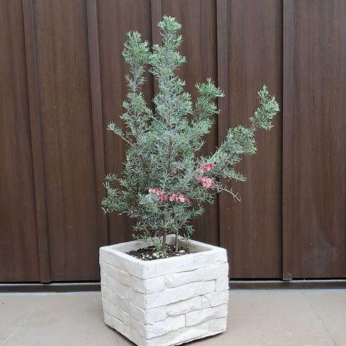 花芽つき♪グレビレア プーリンダイルミナ レンガ風石膏鉢植え