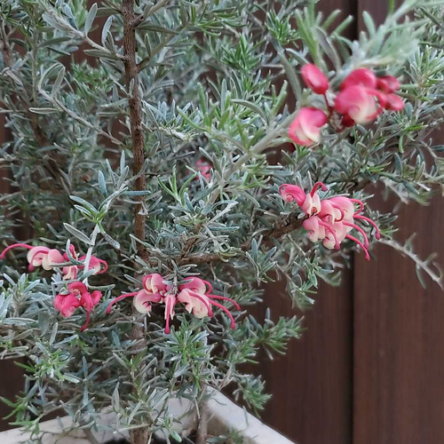 花芽つき♪グレビレア プーリンダイルミナ レンガ風石膏鉢植え