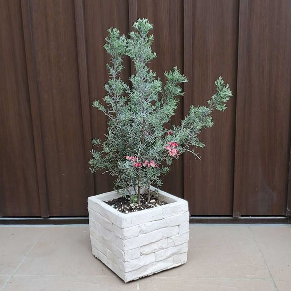 花芽つき♪グレビレア プーリンダイルミナ レンガ風石膏鉢植え