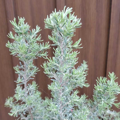 花芽つき♪グレビレア プーリンダイルミナ レンガ風石膏鉢植え
