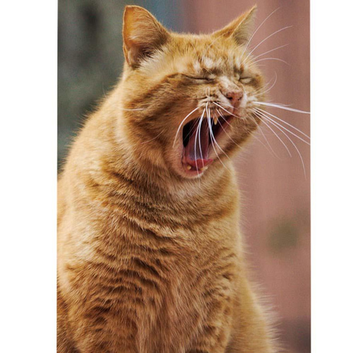 アートポスター 猫(あくび) 写真・グラフィック アートポスター店