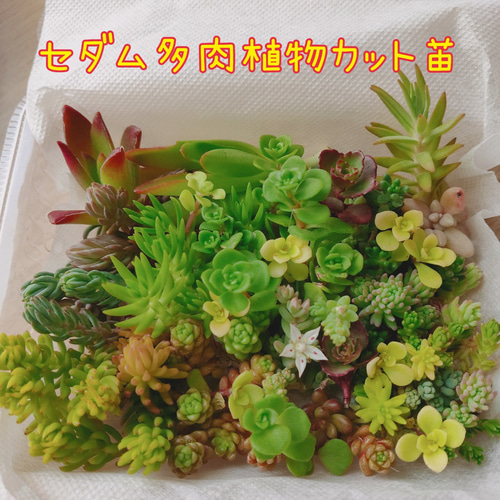 今だけセール！ セダムカット苗 セット 多肉弁当 多肉詰め合わせ
