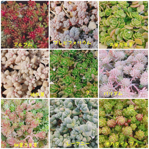 多肉植物 セダム カット苗 セット 1パック 多肉植物 ODECO 通販 多肉植物 セダム カット苗 セット 1パック 多肉植物 ODECO 通販
