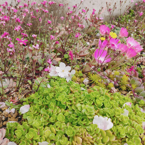 多肉植物 セダム カット苗 セット 1パック 多肉植物 ODECO 通販