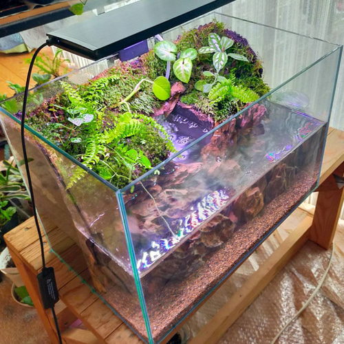 ポンプ付き!おまけ付き自然の中の飼育箱、苔アクアリウム、メダカ、ベタ、イモリ、45センチ水槽 テラリウム サリー 通販|Creema(クリーマ) 13809983 ポンプ付き!おまけ付き自然の中の飼育箱、苔アクアリウム、メダカ、ベタ、イモリ、45センチ水槽 テラリウム サリー 通販|Creema(クリーマ) 13809983