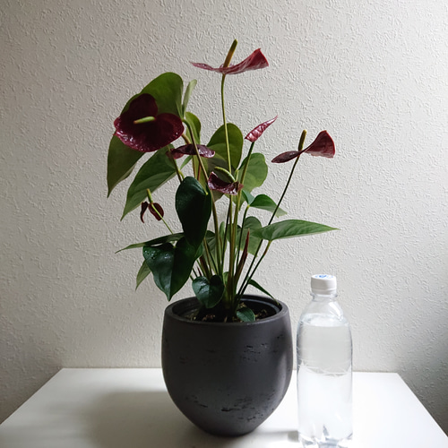 ○数量限定○新作○希少なレッドブラウン○”アンスリウム・アンドレア