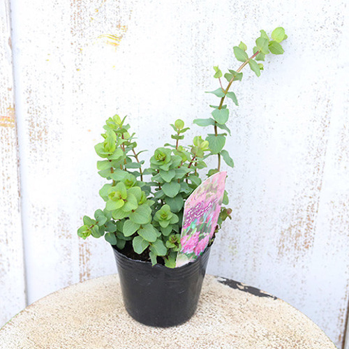 花ハーブ苗 オレガノ ケントビューティー 3号 宿根草 ピンク花 香り