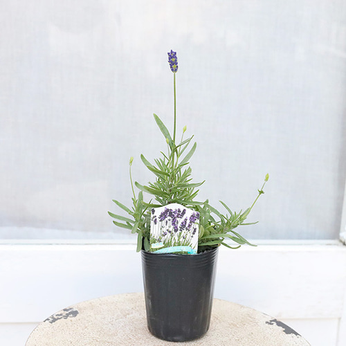 レア:希少 クレマチス【流星】根付き苗 パープルラベンダー紫 鉢花 蔓花 庭花 レア:希少 クレマチス【流星】苗 パープルラベンダー紫 鉢花 蔓