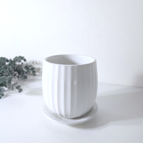 ○数量限定○新作○ 幸せの木 幹太 ”パキラ ホワイトマット鉢/受け皿