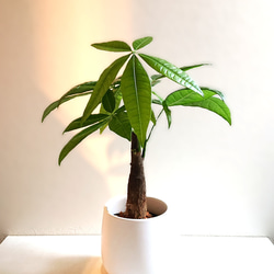 健康的なパキラ 約2メートル 白鉢付き 健康的なパキラ 約2メートル 白鉢付き
